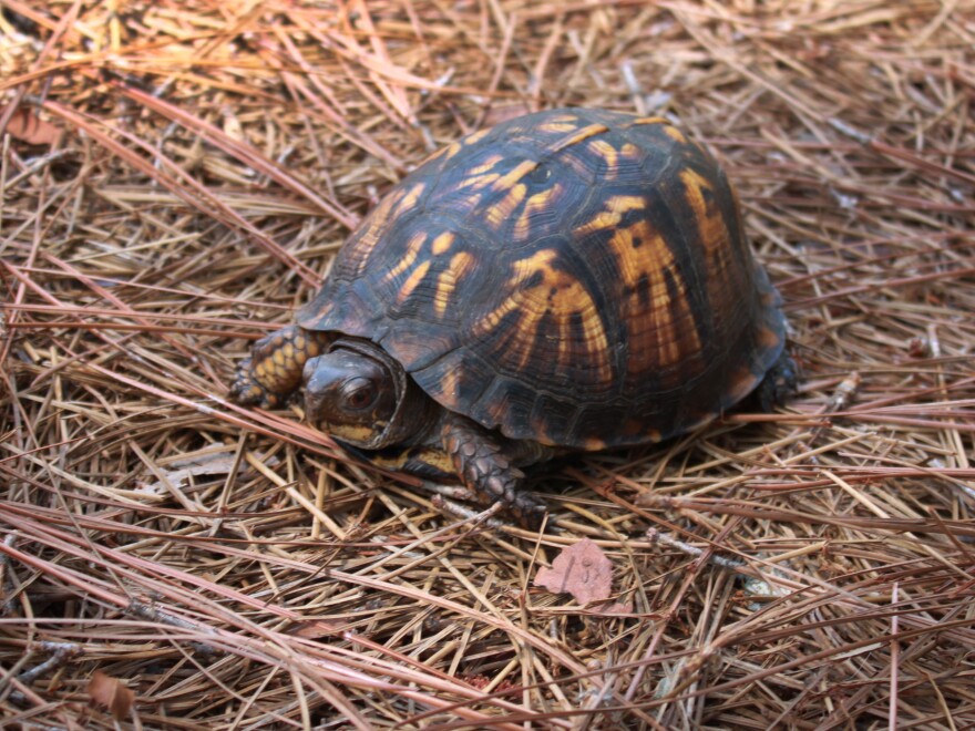 Hi! I recently inherited this beautiful turtle shell. My grandfather  brought it home from the Caribbean, back in the 70's. I think it's from a  green turtle, can anyone confirm? : r/animalid