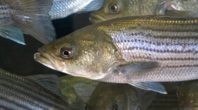 A crowded, underwater school of curious striped bass with shiny scales swim by