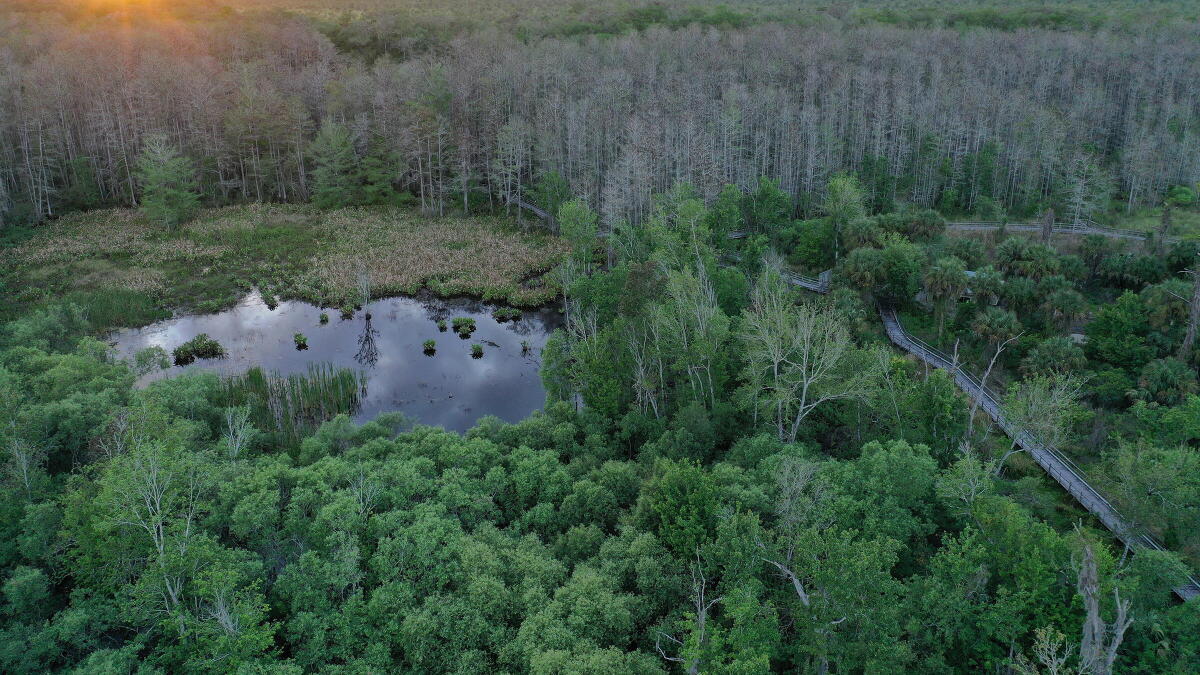 Federal judge halts a pair of developments where panthers remain in the western Everglades - Vimarsana News