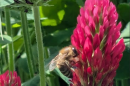 Honey bees' favorite food- pollen- is in short supply at this time of year.