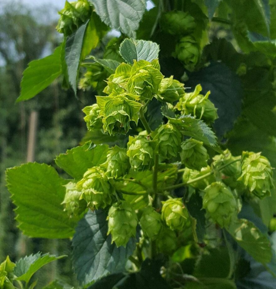 Hops are key to craft beers, but can be tricky for farmers.