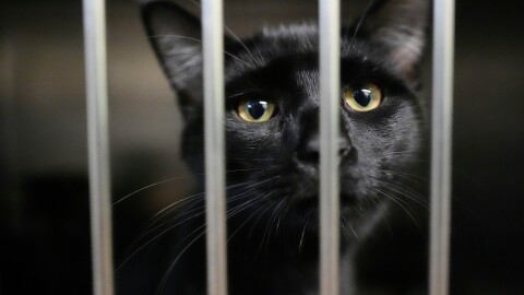 An owner surrendered cat is seen at the New Leash On Life animal shelter, Thursday, Nov. 6, 2025, in Lebanon, Tenn. (AP Photo/George Walker IV)