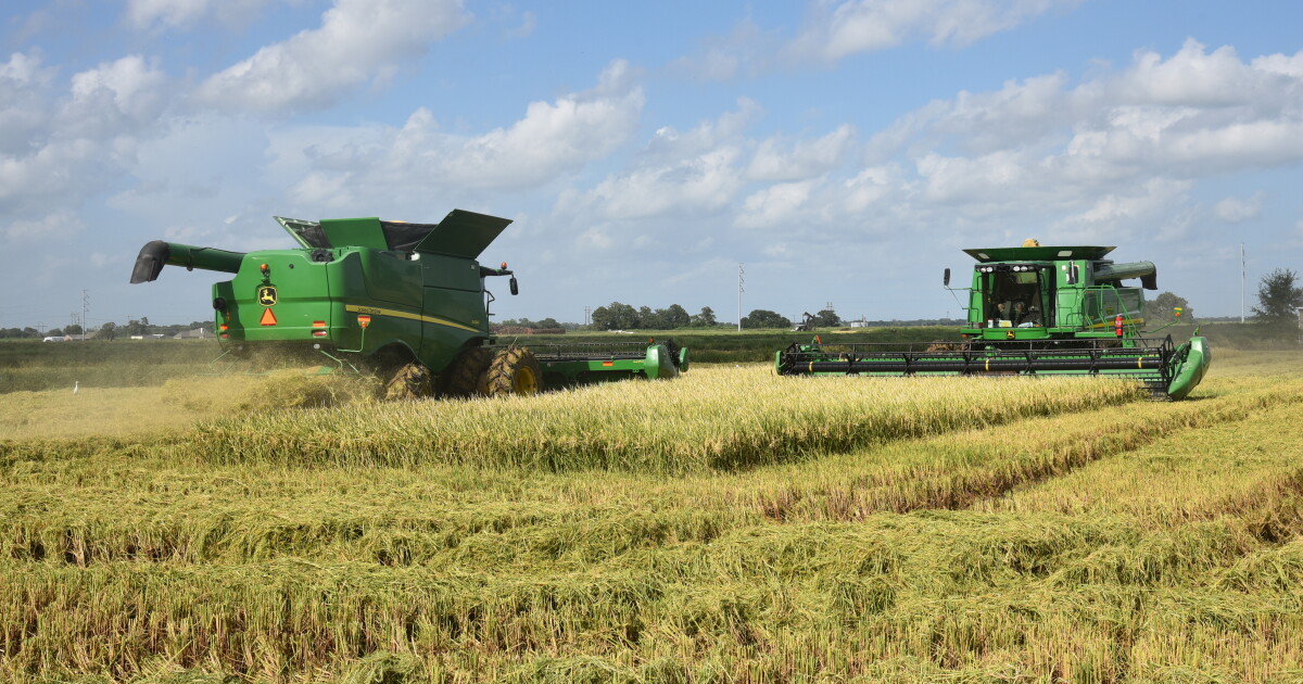Photo: redriverradio.org Photo shows two combines harvest rice on the R&Z Farms between Eunice and Crowley, Louisiana. (File Photo)