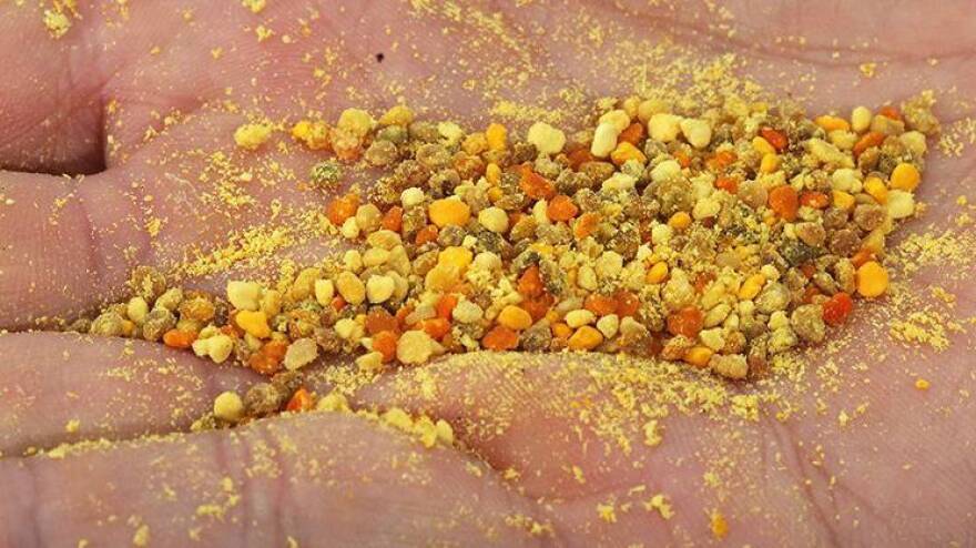 Pollen balls made by Indiana honeybees. The variations in color reflect differences in flower species.