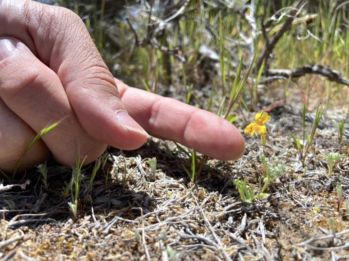 On the right side of the image is a tiny yellow wildflower barely an inch tall. On the left is a hand pointing to the plant. 