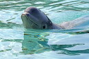 Beluga whales and dolphins from the shuttered Marineland in Niagara Falls, Ontario will be moved to facilities in the U.S. and Spain who can afford long-term care.