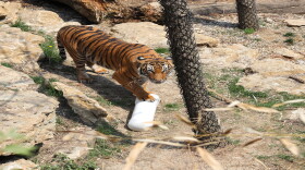 A Malayan tiger checks out a specially equipped PVC pipe designed by UC students.