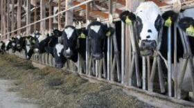 Cows at Terry Van Maanen's farm in Sioux County, Iowa, wait to be milked.