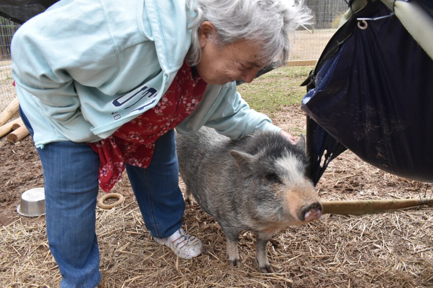 a woman petting her pig