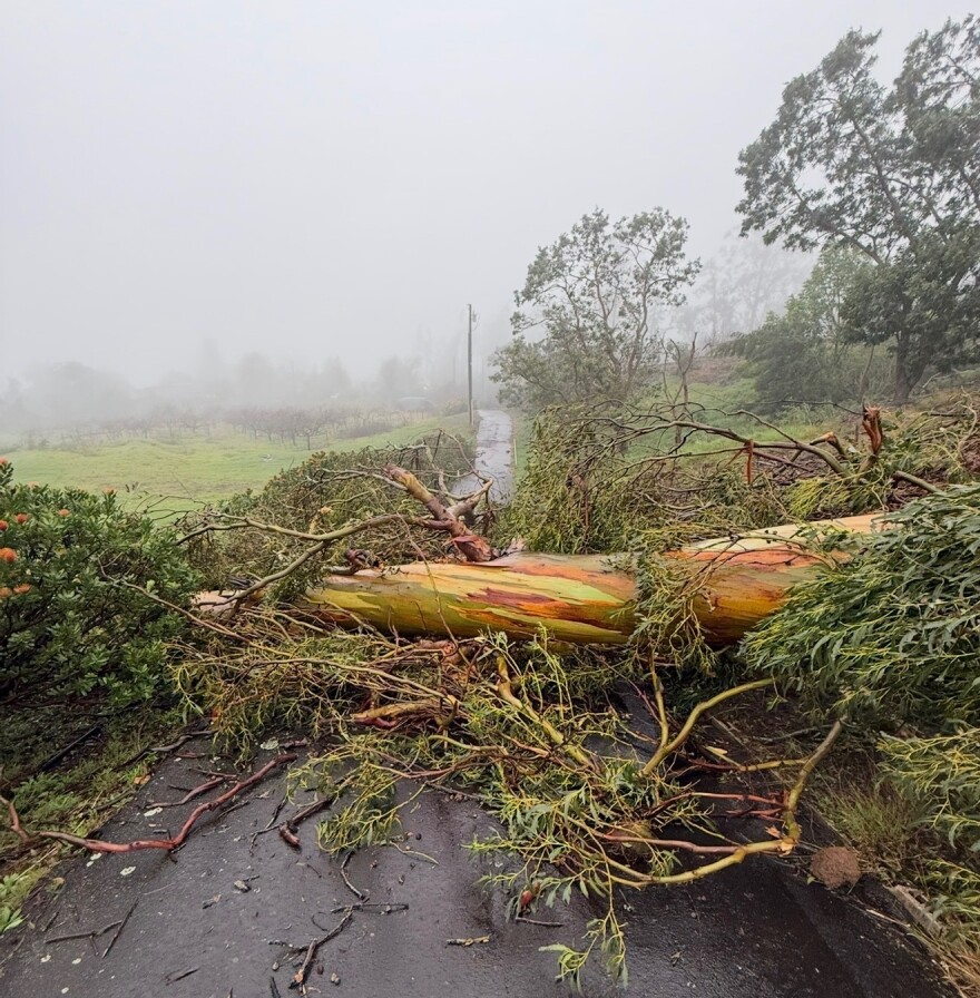 A large tree blocks road access in the Upcountry Maui area after a powerful Kona storm over the weekend.