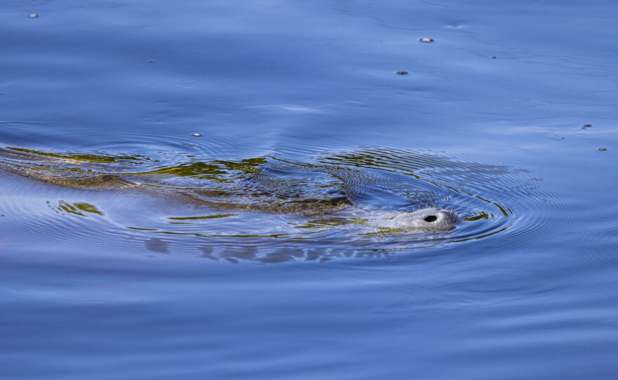 The manatees at Manatee Park in Lee County were very active in the warming waters in the park. 