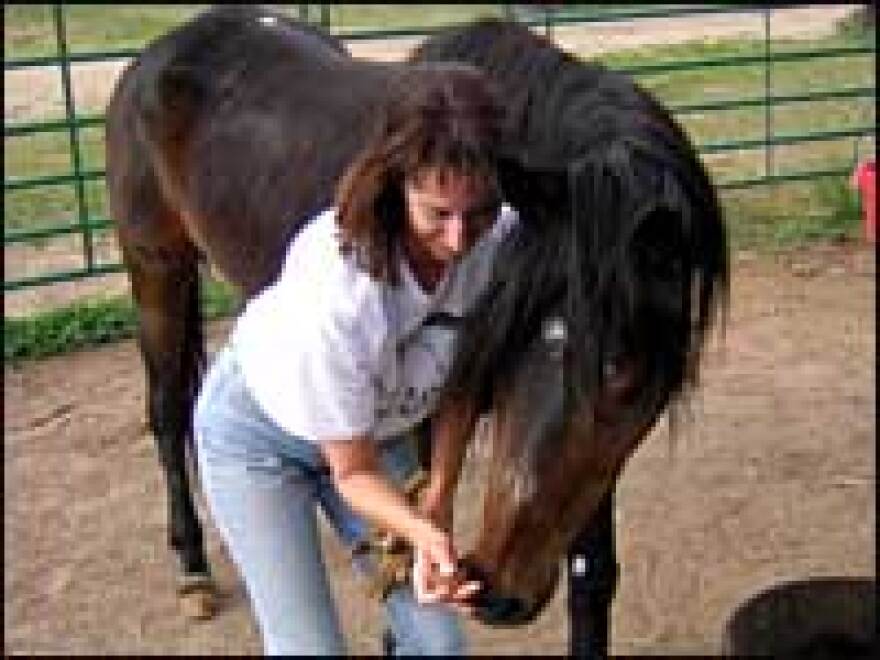 Hilary Wood started the Front Range Equine Rescue in 1997. She regularly goes to auctions to outbid slaughterhouse buyers. Here she's feeding Lola, who was rescued at auction in February 2005.