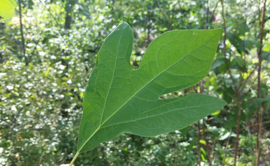 A forked-shaped leaf found on a sassafras tree near the IPR studios.