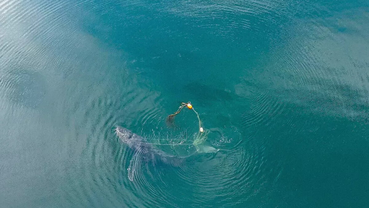How wildlife officials saved a humpback whale found 'hogtied' to a 300-pound crab pot - Vimarsana News
