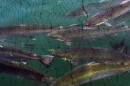 Thousands of Atlantic salmon swim in Cooke Aquaculture's 24 sea sites, penned areas where the company farms salmon, off the coast of Maine.