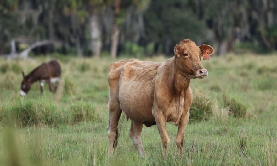  Cattle at Buck Island Ranch on Nov. 3, 2021.
