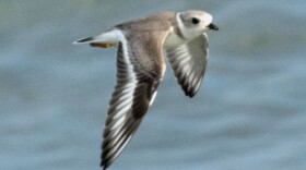 A young Piping Plover on a beach in Michigan City, Aug. 15, 2019.