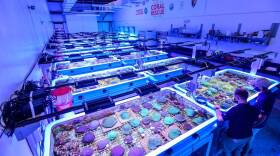 The Florida Coral Reef Rescue Center in Orlando preserves hundreds of specimens that researchers hope will serve as sort of a seed bank for future restoration. Special lighting gives the room a bluish hue and is designed to mimic the marine environment.