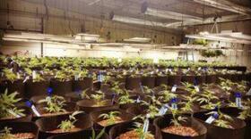 The proposed ordinance would increase the minimum buffer distance between marijuana-businesses like this cultivation facility and such sensitive areas as residential-zoned neighborhoods and schools. It also would require those distances to be measured in a straight line, instead of the often-circuitous pedestrian route that's now used. (KUAC file photo)