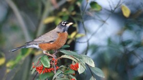 Songbirds such as American robins (shown here), blue jays, grackles, starlings, and sparrows appear to be those that are primarily affected.
