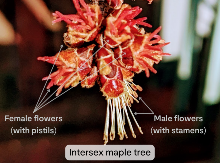 An intersex cluster of maple tree flowers. Maple trees are normally dioecious, with male and female flowers on separate trees. The image shows a cluster of six flowers. Two of them have long white stamens with pollen-bearing clusters at the end. These are annotated with "Male flowers (with stamens)". Four of the flowers lack these long white parts, and instead have short red pistils. These are annotated "Female flowers (with pistils)". The image is captioned "Intersex maple tree".