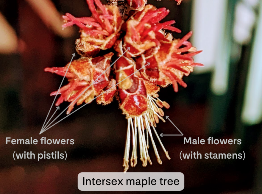 An intersex cluster of maple tree flowers. Maple trees are normally dioecious, with male and female flowers on separate trees. The image shows a cluster of six flowers. Two of them have long white stamens with pollen-bearing clusters at the end. These are annotated with "Male flowers (with stamens)". Four of the flowers lack these long white parts, and instead have short red pistils.  These are annotated "Female flowers (with pistils)". The image is captioned "Intersex maple tree". 