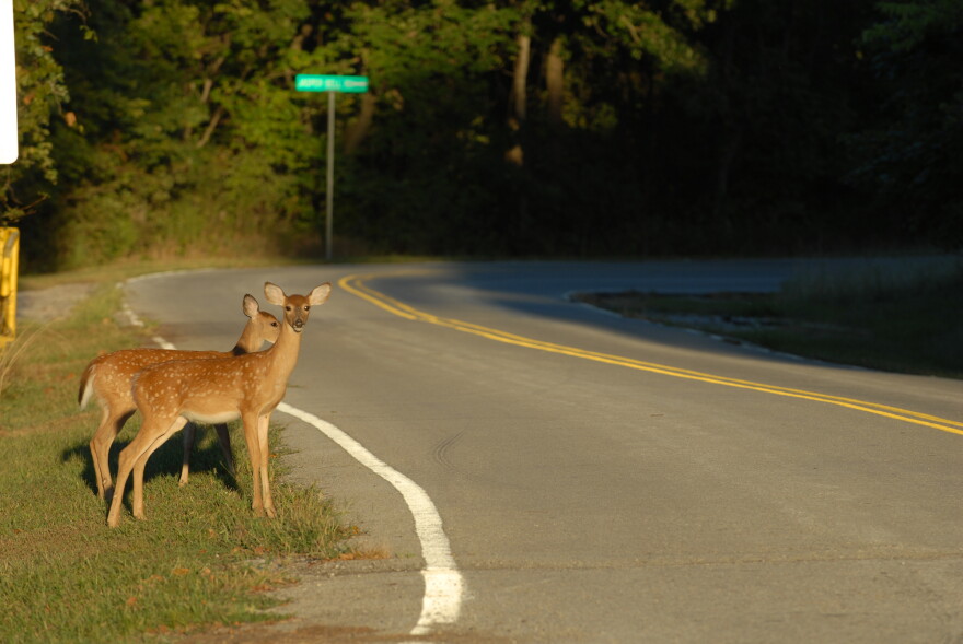 Two deer fawns stand dangerously close to the road.
