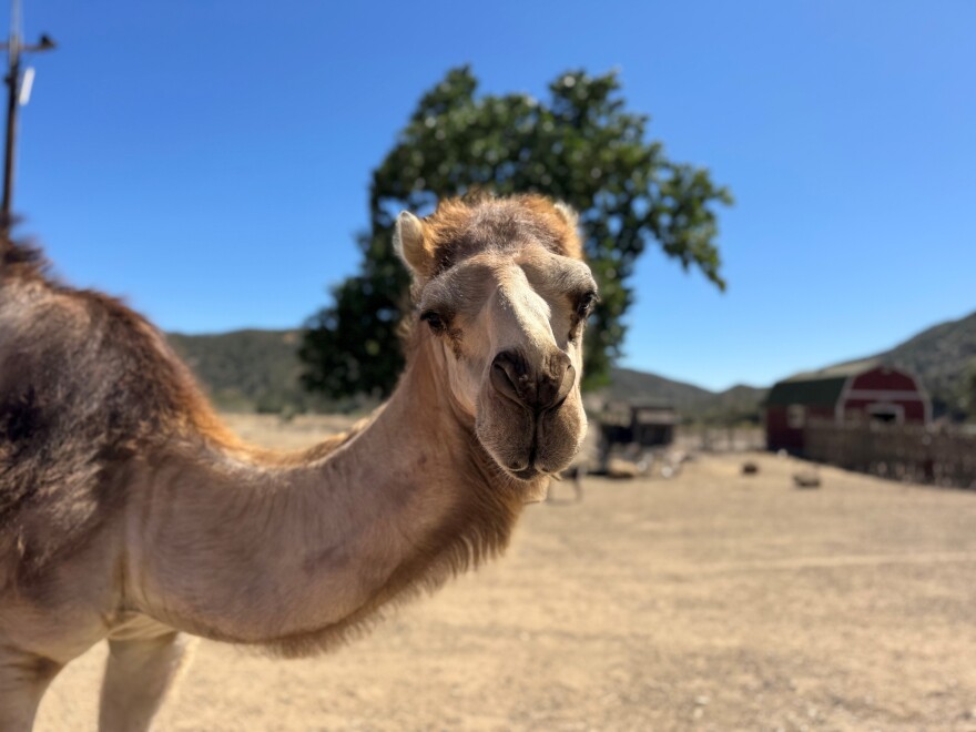 A close-up of a camel smiling for the camera. The camel is standing in a barnyard area.