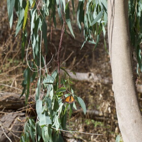 A butterfly rests on a long flat leaf. Trees and brush in the background. A large trunk on the right side of the image.