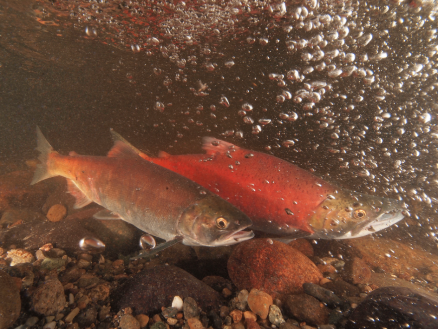 Kokanee spawning in Ebright Creek near Lake Sammamish