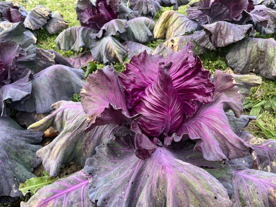 farming farm agriculture nature food grow gardening country produce eating.jpg