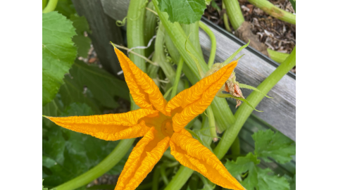 Veggie gardens on Cape Cod are starting to produce.