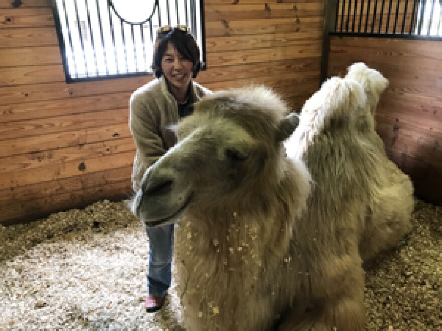 Miyako Kinoshita with  a Bactrian camel