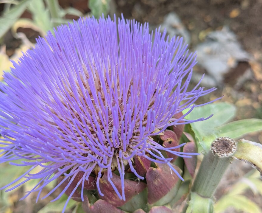 While most commercial cultivation takes place in coastal California where winters and summers are mild, artichokes can grow well in western Oregon.