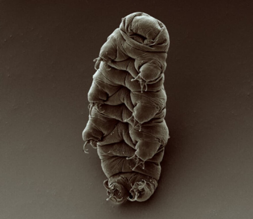 An adult tardigrade. (Credit: Goldstein lab - tardigrades, CC BY-SA 2.0 <https://creativecommons.org/licenses/by-sa/2.0>, via Wikimedia Commons)