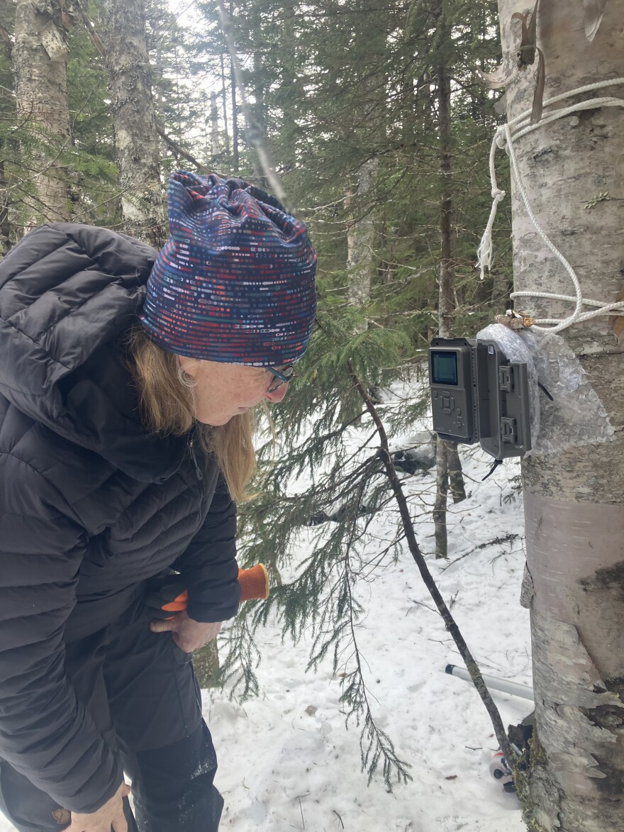 UMaine Farmington's Julia Daly calibrates one of the cameras researchers are using to measure snowpack on Saddleback Mountain.