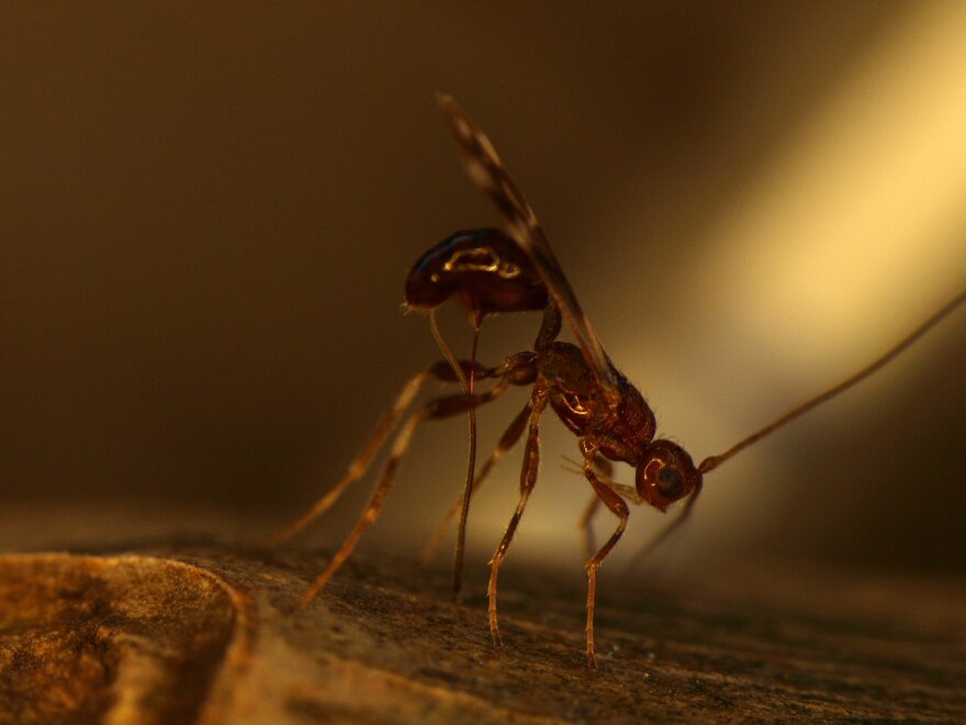 Spathius galinae is one of four tiny, stingless wasp species employed by scientists in the U.S. to control the spread of the emerald ash borer. It has the added benefit of better tolerating colder climates.