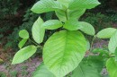 Mitragyna speciosa leaves