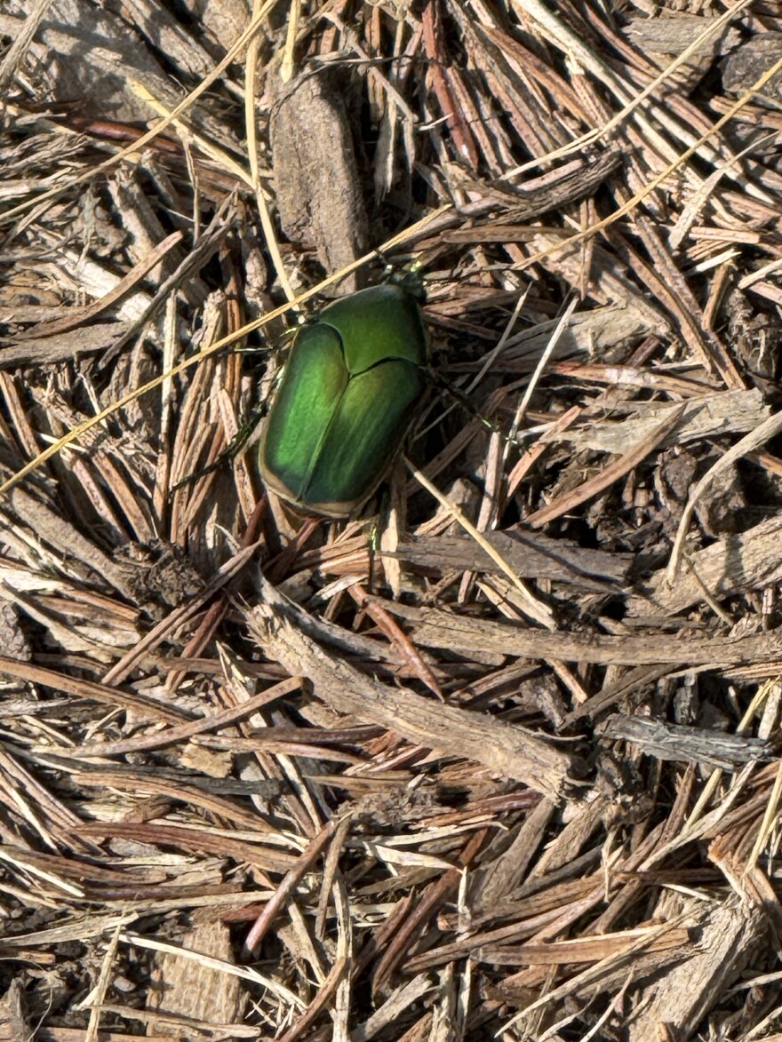 A green June beetle outside Franklin Hall.