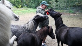 FILE: Art Scarpa cares for his daughter Kristina's miniature horses in Atkinson, NH on Sep. 12, 2019. One of the horses, Lars, trying to get a treat from Art, received the EEE vaccine from the MSPCA clinic. Its been a bad year for Eastern equine encephalitis in Massachusetts. The mosquito-borne virus claimed the life of a Fairhaven woman and infected eight other people, including a 5-year-old Sudbury girl. EEE rarely makes people ill, but when it does the consequences are grave.