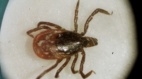 Image shows a deer tick