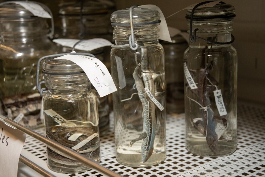 Snake and lizard specimens preserved in alcohol at the University of Michigan Museum of Zoology.