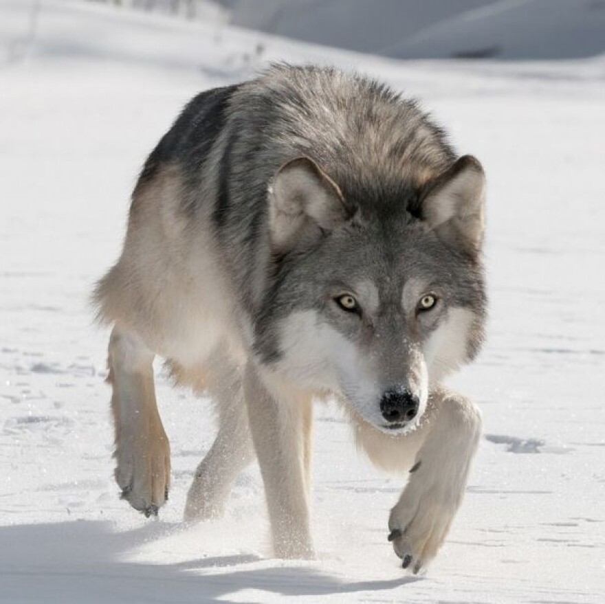 Gray Wolf photo