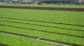 Earthbound Farm field in San Juan Bautista