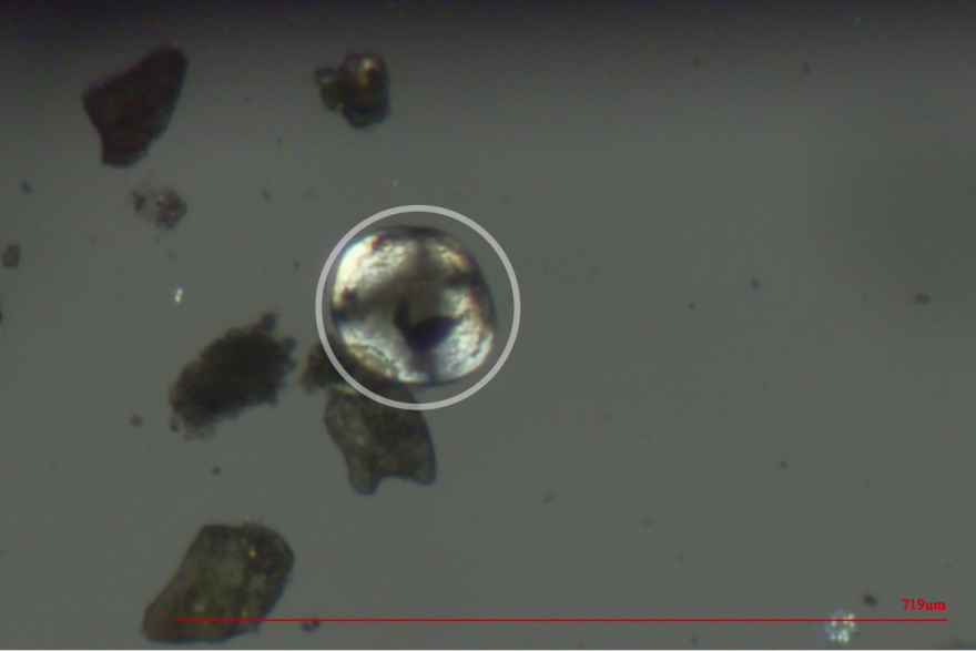 This tiny young zebra mussel larvae was found in water from the Colorado River near Grand Junction. Wildlife officials are doing more tests to find the source of the invasive mussels and stop them from establishing.