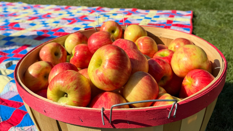A wooden bushel full of fresh apples sits on a colorful quilt