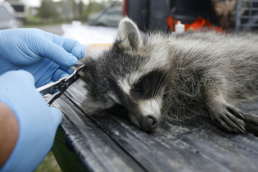 FILE - A tranquillized raccoon has its ear tagged by U.S. Department of Agriculture wildlife specialist Robert Acabbo in Grand Isle, Vt., Thursday, Sept. 27, 2007.