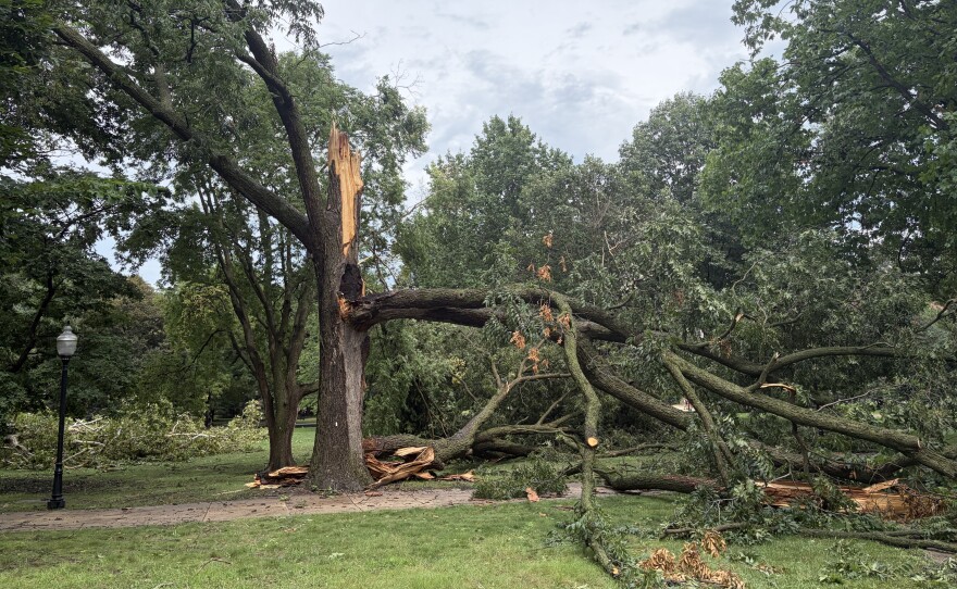 A tree cracked in half is toppled onto a soggy green lawn.
