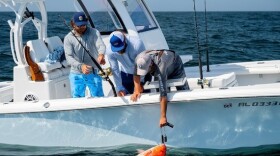 Red snapper being released with descending device.
