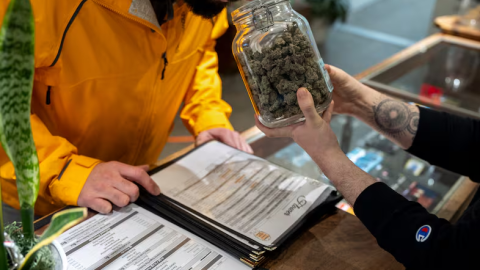 A person smells a strain of cannabis in a jar.